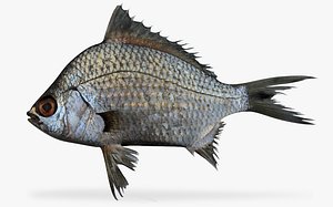 black axillary mojarra 3d model