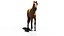 Cavalo Mustang animado