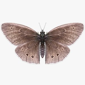 realistic brauner waldvogel 3D model