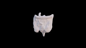 Origami human intestines unfolding growing animation 3D