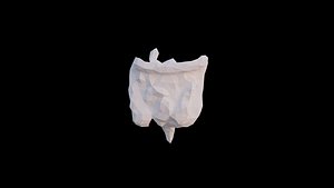 Origami human intestines unfolding growing animation