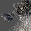 Miscanthus sinensis dry
