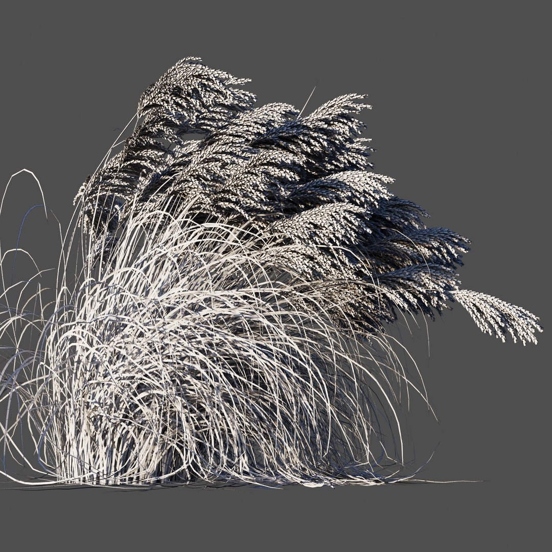 miscanthus sinensis plant grass 3D https://p.turbosquid.com/ts-thumb/Yh/1zb8Di/H7f2eRKa/8/jpg/1574087910/1920x1080/fit_q87/c320401906199b1a1f4eafa1060ff636ad611b3a/8.jpg
