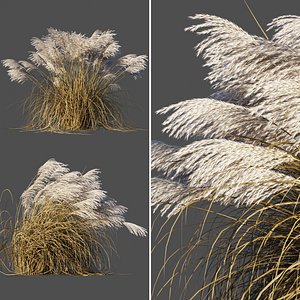 Miscanthus sinensis dry