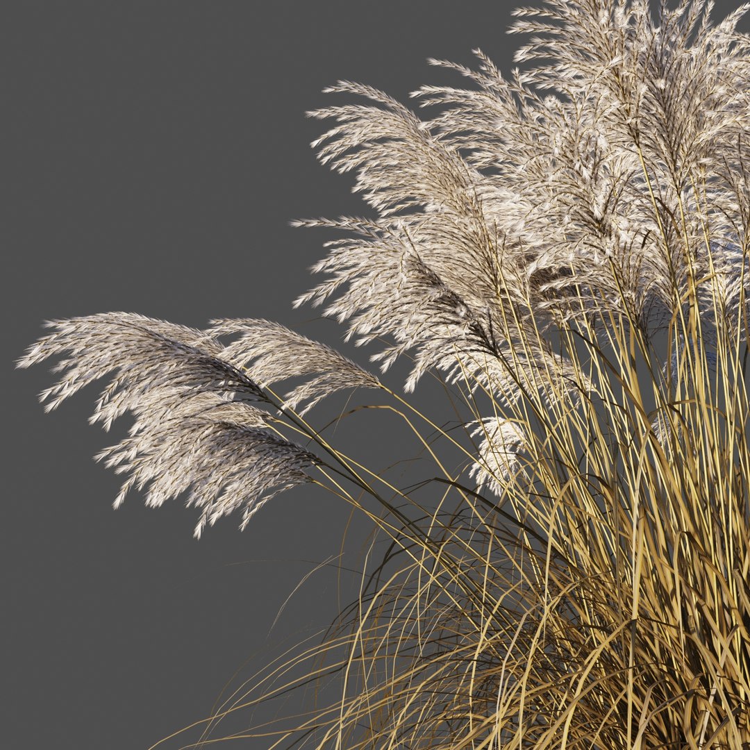 miscanthus sinensis plant grass 3D https://p.turbosquid.com/ts-thumb/Yh/1zb8Di/ZUlQIklj/3/jpg/1574087910/1920x1080/fit_q87/1c07277c2c563dbf194ca4767f9c17718da03eab/3.jpg