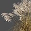 Miscanthus sinensis dry
