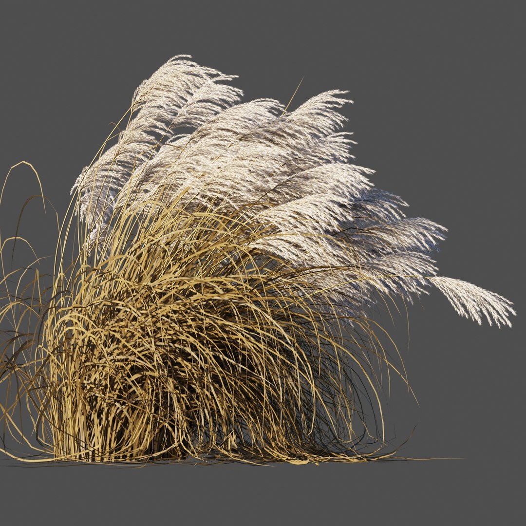 miscanthus sinensis plant grass 3D https://p.turbosquid.com/ts-thumb/Yh/1zb8Di/cpVUmzAB/2/jpg/1574087910/1920x1080/fit_q87/d1e61abf014937f2cb1180e12a85b1fe00be6676/2.jpg