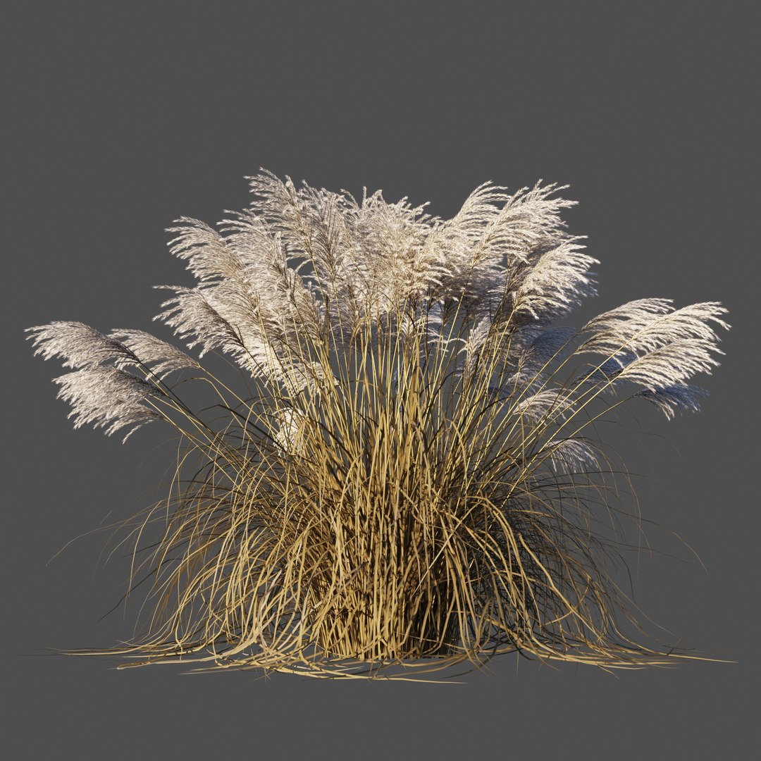 miscanthus sinensis plant grass 3D https://p.turbosquid.com/ts-thumb/Yh/1zb8Di/gQ1Ke7lG/1/jpg/1574087910/1920x1080/fit_q87/0ee85db80992b56eb7fb77c485af24cc0ba676a1/1.jpg