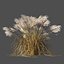 Miscanthus sinensis dry