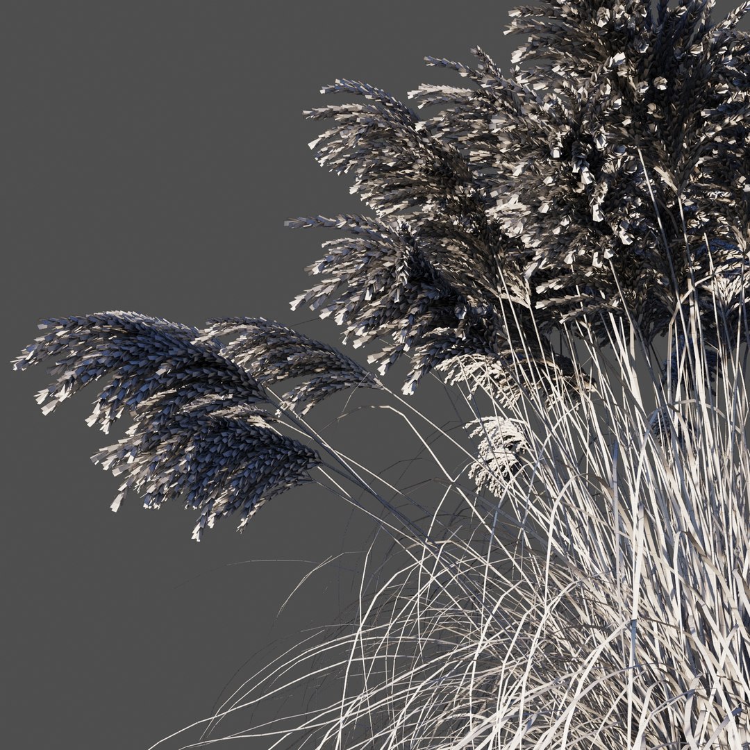 miscanthus sinensis plant grass 3D https://p.turbosquid.com/ts-thumb/Yh/1zb8Di/iRNrVNj0/6/jpg/1574087910/1920x1080/fit_q87/cb23b8e934cbbd74ce6b0984deb9fa68e23c5986/6.jpg