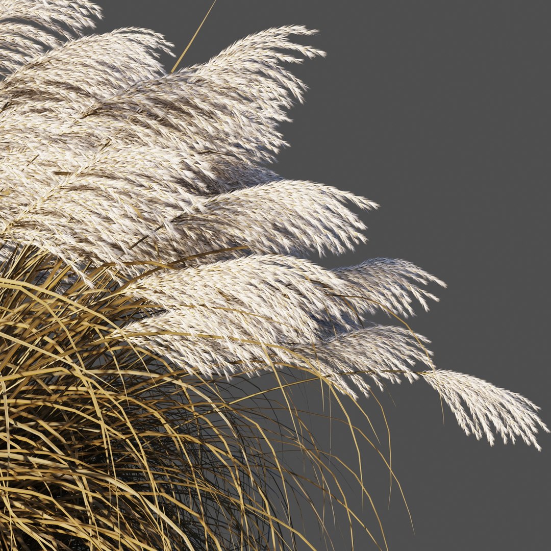 miscanthus sinensis plant grass 3D https://p.turbosquid.com/ts-thumb/Yh/1zb8Di/lx1qSFJf/4/jpg/1574087910/1920x1080/fit_q87/01cf350141338e69fc8a69c22f1f58d1d6fa6ebe/4.jpg