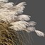 Miscanthus sinensis dry