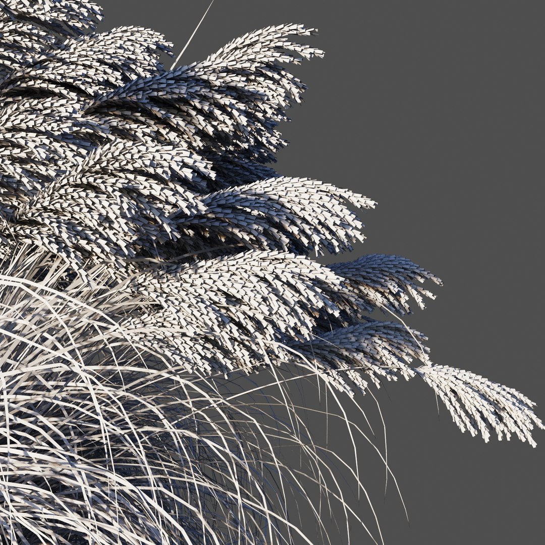 miscanthus sinensis plant grass 3D https://p.turbosquid.com/ts-thumb/Yh/1zb8Di/pGhwD4YI/5/jpg/1574087910/1920x1080/fit_q87/274cb67fa10d6636dbc930527958cf752eab50d1/5.jpg