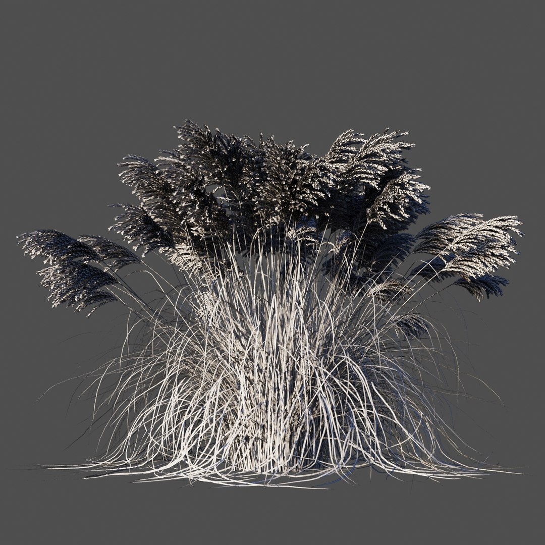 miscanthus sinensis plant grass 3D https://p.turbosquid.com/ts-thumb/Yh/1zb8Di/zKdAY275/7/jpg/1574087910/1920x1080/fit_q87/5c2094fe1a88699ac90c71733f641e3a9c868dc6/7.jpg