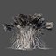 Miscanthus sinensis dry