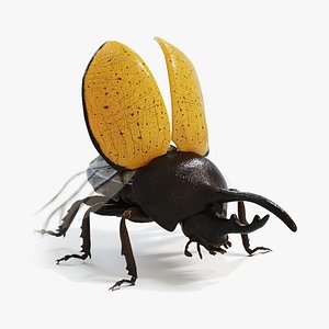 3D Hercules Beetle