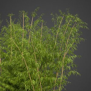 2021 PBR Golden Bamboo Collection - Bambusa Vulgaris