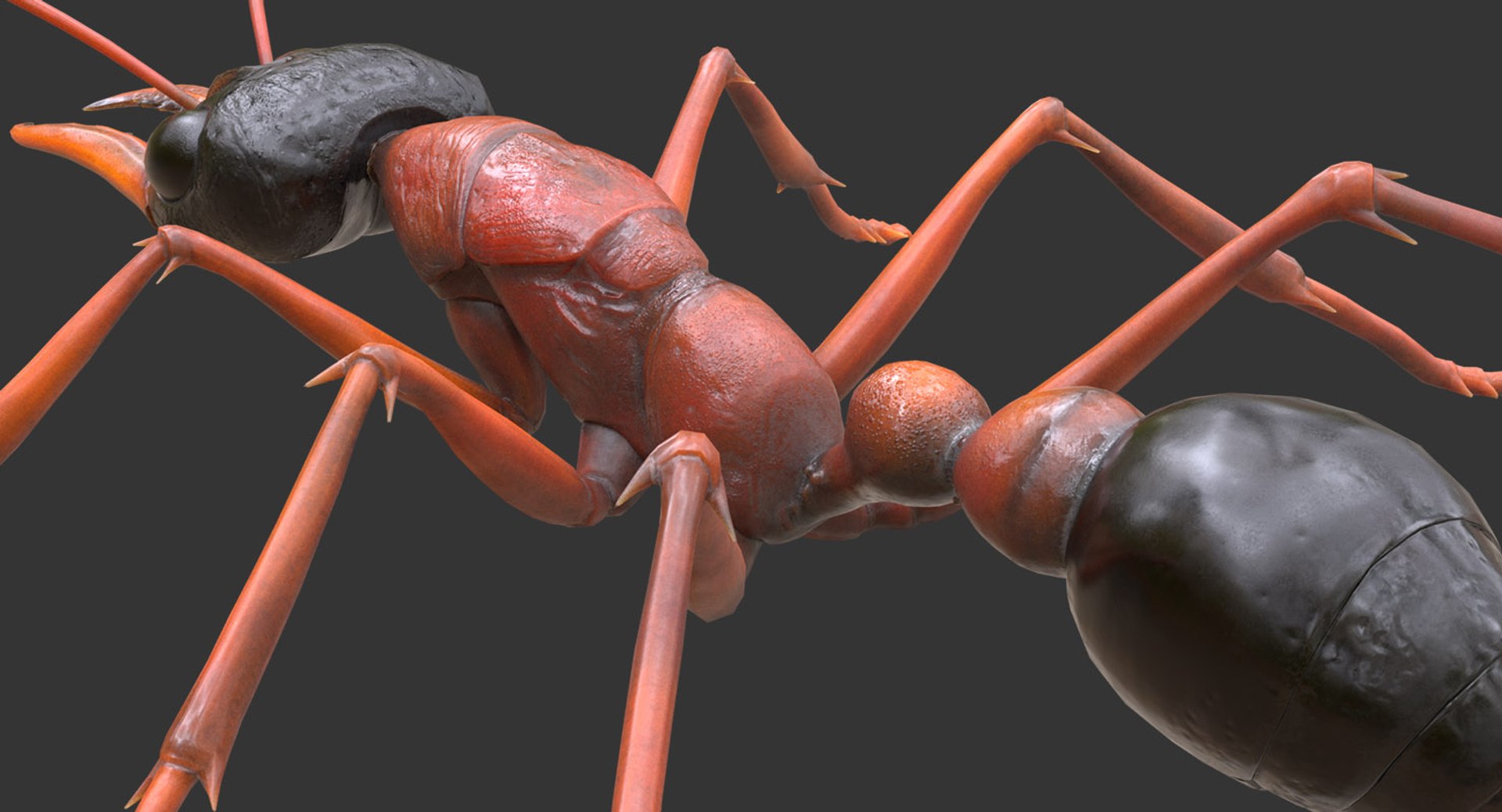 australian bulldog ant 3D model https://p.turbosquid.com/ts-thumb/Yh/8EYNLS/H5Abn9rL/bulletant11/jpg/1527062303/1920x1080/fit_q87/42a10fbf8235cc068af28ae71a8e6ae8def6d43a/bulletant11.jpg