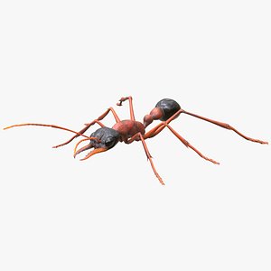 australian bulldog ant 3D model