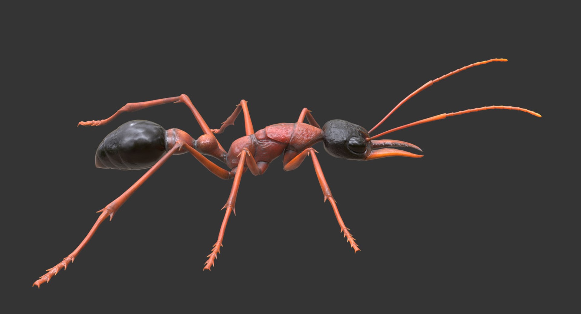 australian bulldog ant 3D model https://p.turbosquid.com/ts-thumb/Yh/8EYNLS/RTrAcnmq/bulletant04/jpg/1527062303/1920x1080/fit_q87/b067363be6b8f8748ab49637510c85ec1528e249/bulletant04.jpg