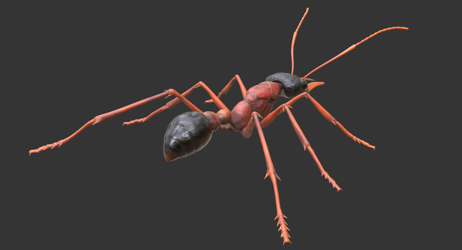 australian bulldog ant 3D model https://p.turbosquid.com/ts-thumb/Yh/8EYNLS/n2i4HBd1/bulletant03/jpg/1527062303/1920x1080/fit_q87/3d97c84b283fc9b9592ffc31964bf2089fcd8a1a/bulletant03.jpg