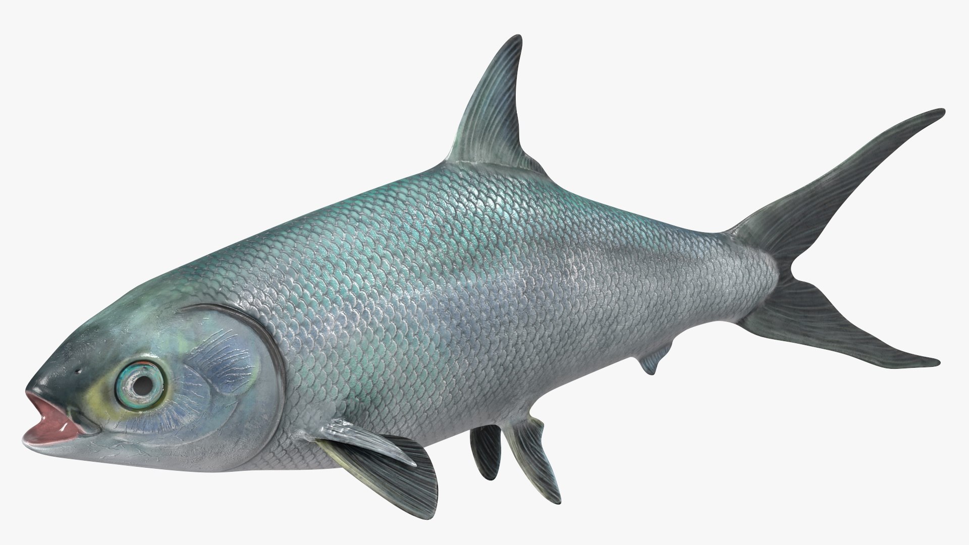 Milkfish 3D model preview