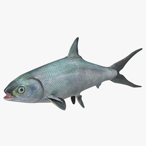 Milkfish