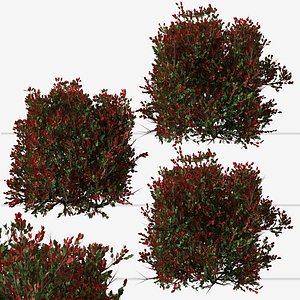 Set of Red tip photinia or Photinia fraseri Plant 3D model