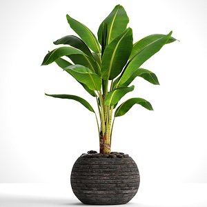 banana tree 3D model