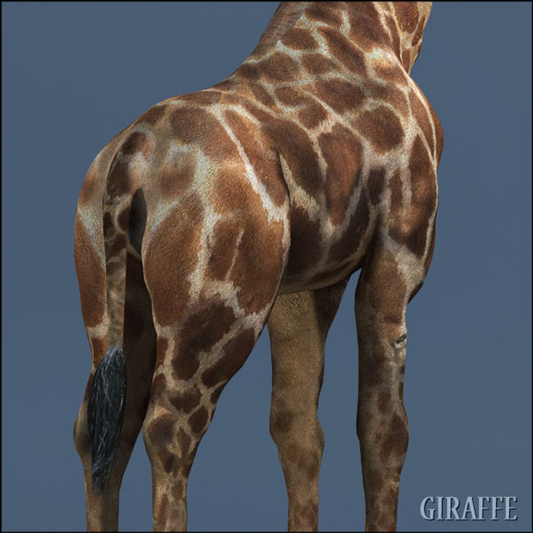 3d Model Realistic Giraffe