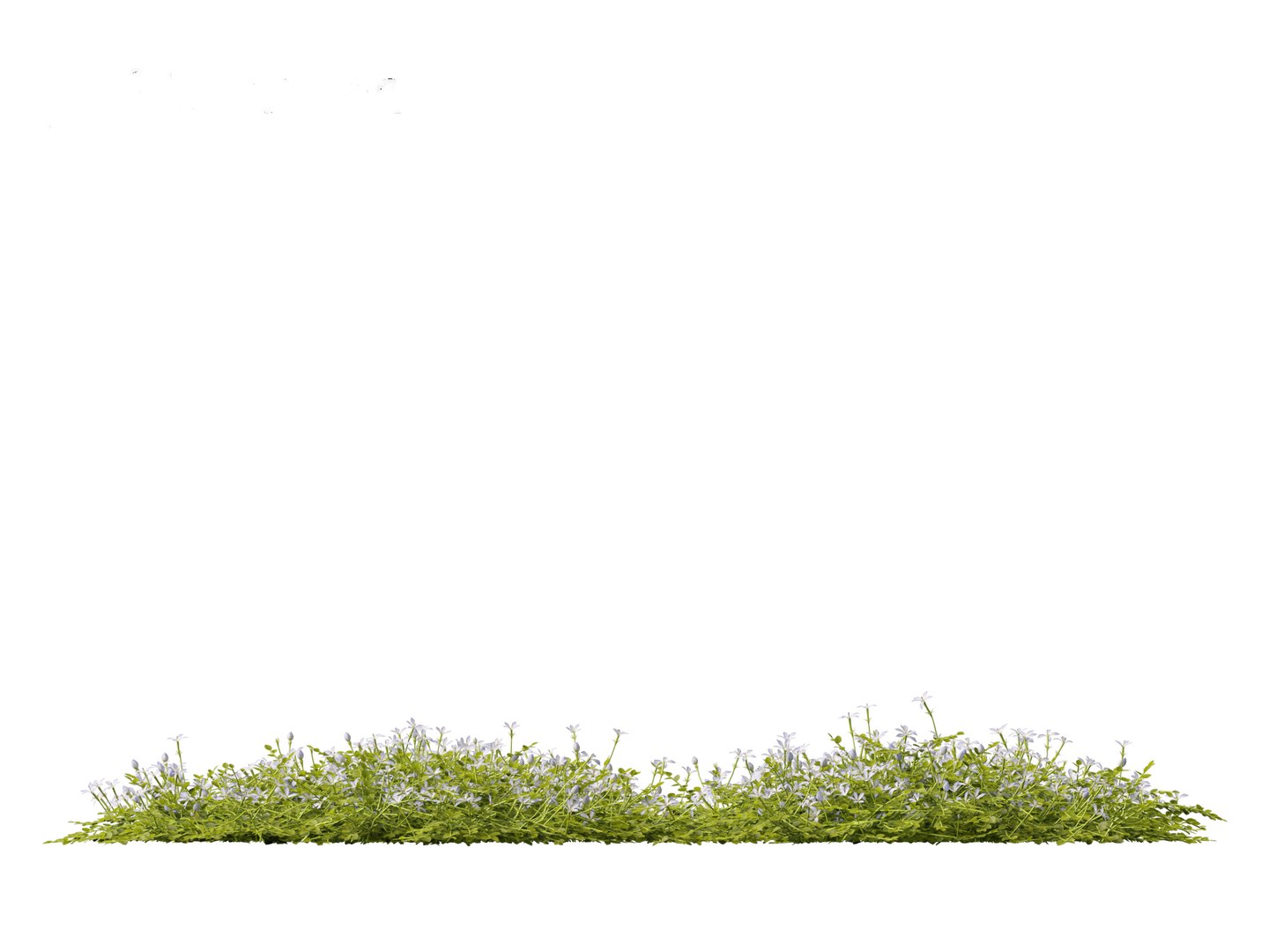 3D model Isotoma fluviatilis - blue star creeper https://p.turbosquid.com/ts-thumb/Yh/OFcrMm/6k/isotomafluviatilis0110/jpg/1697815272/1920x1080/fit_q87/09221076a58468c5915d7b84eb29b7fcef3960e8/isotomafluviatilis0110.jpg
