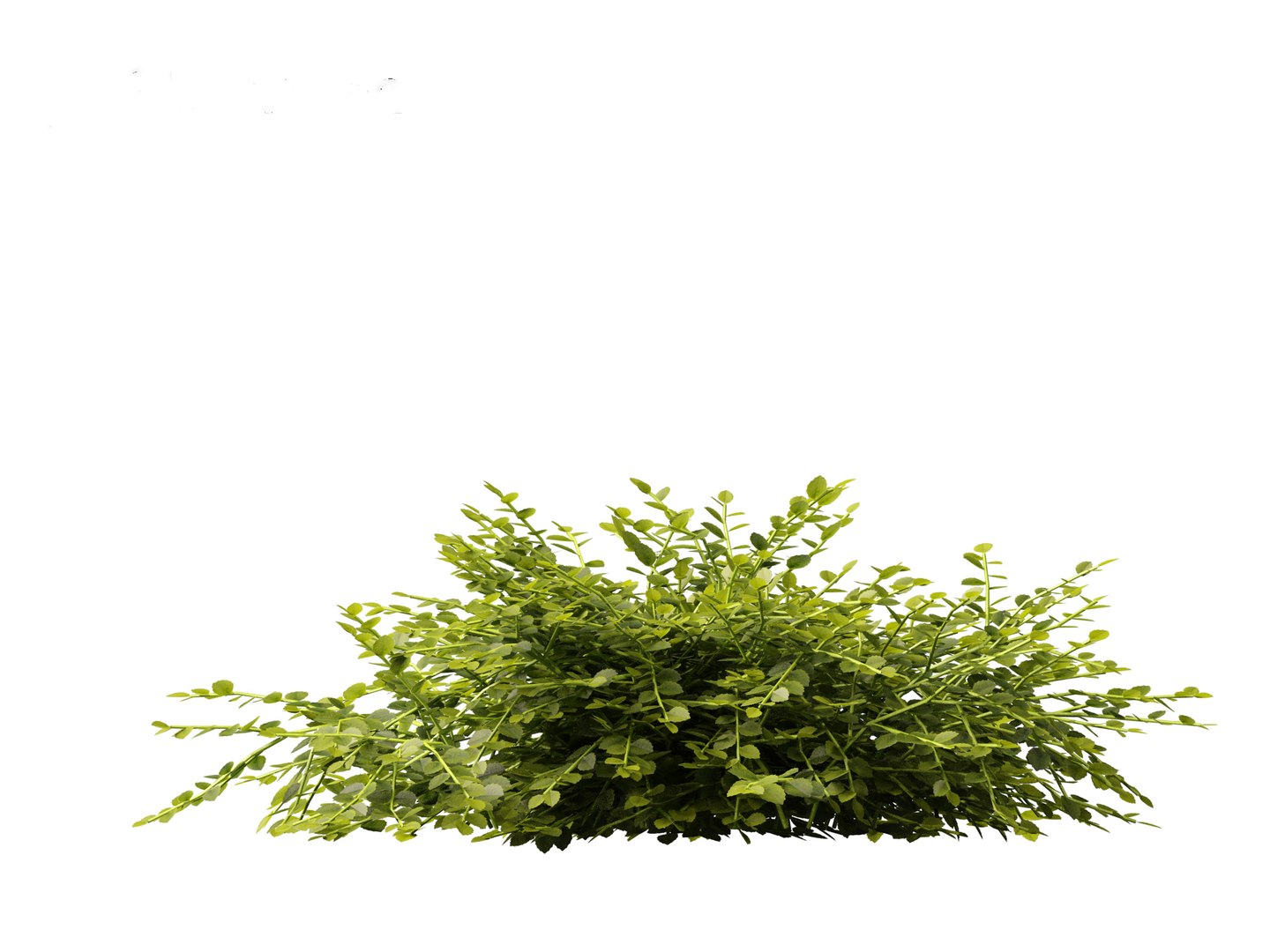 3D model Isotoma fluviatilis - blue star creeper https://p.turbosquid.com/ts-thumb/Yh/OFcrMm/AR/isotomafluviatilis015/jpg/1697815242/1920x1080/fit_q87/eab4d914e945a2a110c44b0d13f130d4f6cf7531/isotomafluviatilis015.jpg