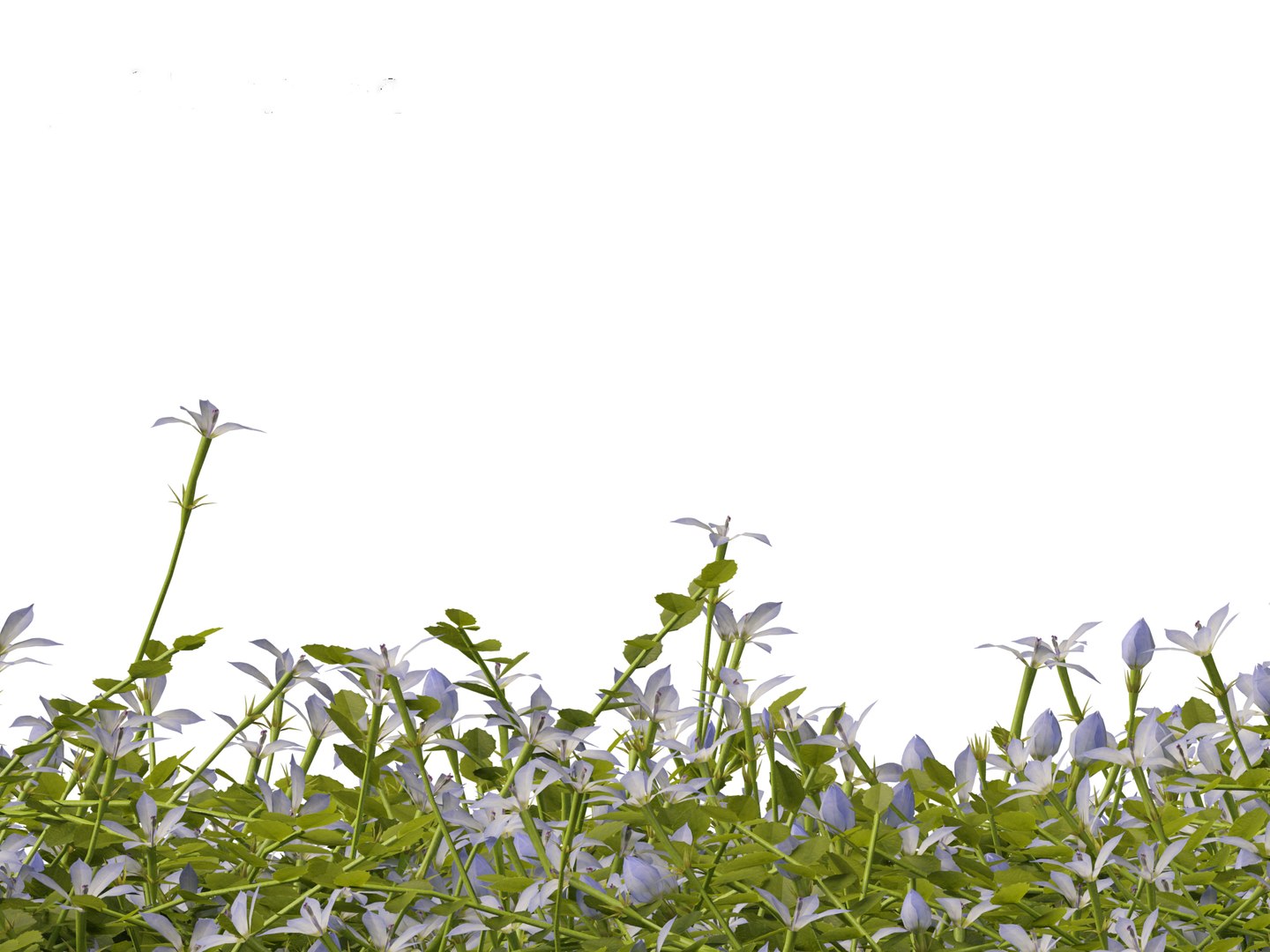 3D model Isotoma fluviatilis - blue star creeper https://p.turbosquid.com/ts-thumb/Yh/OFcrMm/Dq/isotomafluviatilis0115/jpg/1697815283/1920x1080/fit_q87/f2aa028f62d54aa4567af726a5eca0b8ce178b7a/isotomafluviatilis0115.jpg