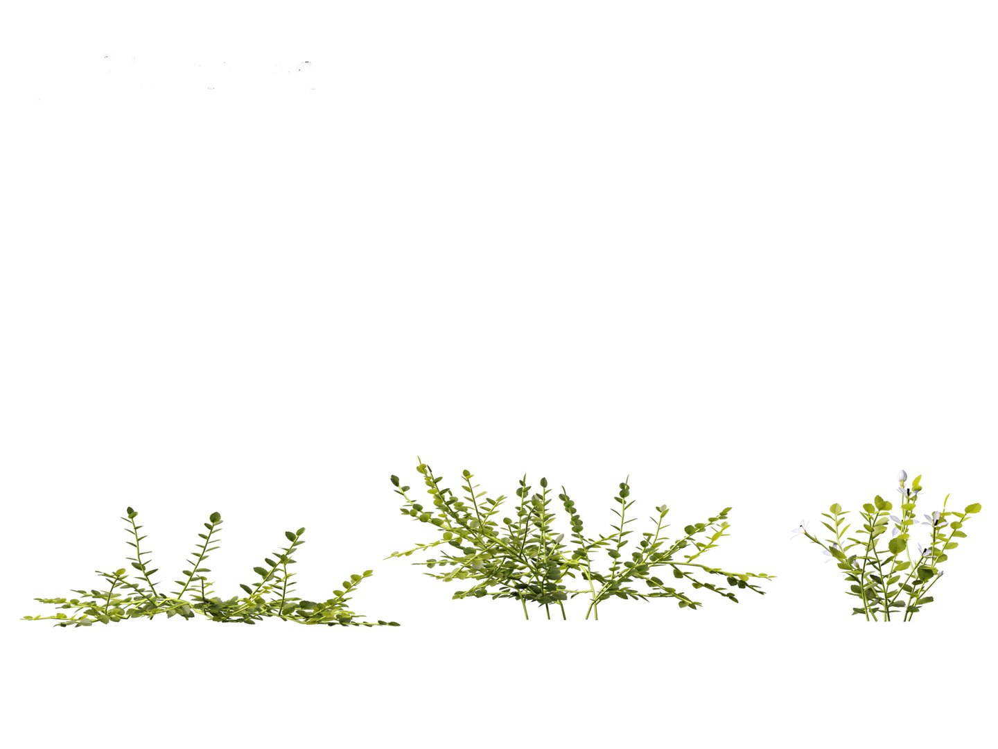 3D model Isotoma fluviatilis - blue star creeper https://p.turbosquid.com/ts-thumb/Yh/OFcrMm/IV/isotomafluviatilis014/jpg/1697815236/1920x1080/fit_q87/30f053d34b7e3de2dc6f5d3202a0c779f5fa547a/isotomafluviatilis014.jpg