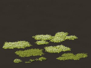 Isotoma fluviatilis - blue star creeper