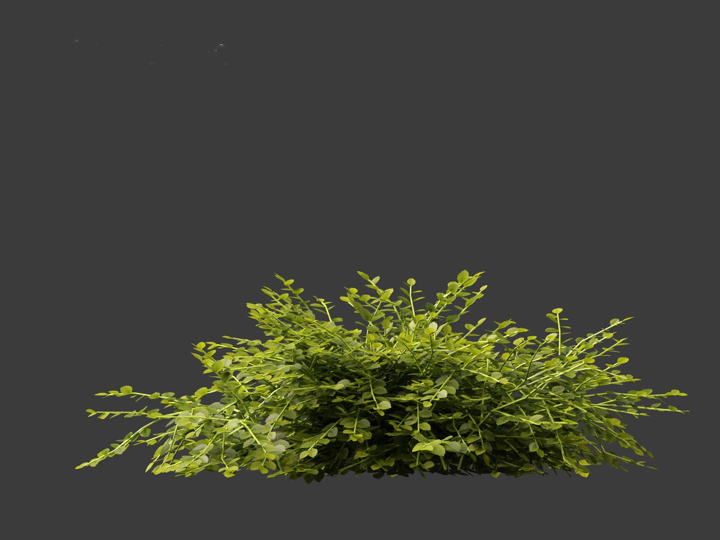 3D model Isotoma fluviatilis - blue star creeper https://p.turbosquid.com/ts-thumb/Yh/OFcrMm/J1/isotomafluviatilis016/jpg/1697815249/1920x1080/fit_q87/46cc8c9d42c6f52413cf316b2556cf9c19d79ef9/isotomafluviatilis016.jpg