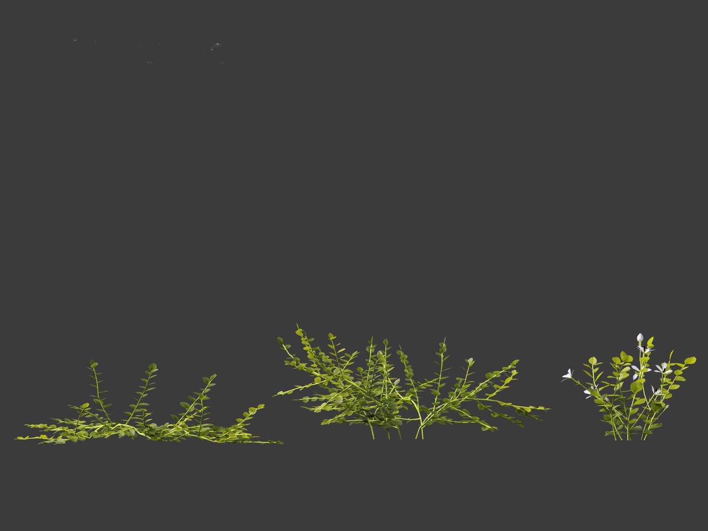 3D model Isotoma fluviatilis - blue star creeper https://p.turbosquid.com/ts-thumb/Yh/OFcrMm/Ph/isotomafluviatilis013/jpg/1697815232/1920x1080/fit_q87/692e8a14444288862a3109062735fe07ed1f889a/isotomafluviatilis013.jpg