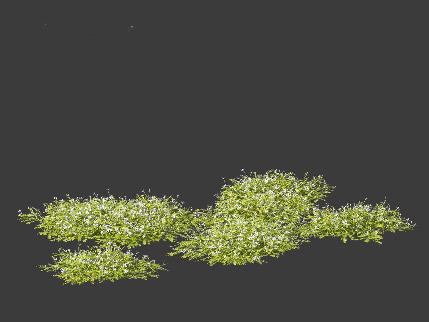 3D model Isotoma fluviatilis - blue star creeper https://p.turbosquid.com/ts-thumb/Yh/OFcrMm/cl/isotomafluviatilis0114/jpg/1697815281/1920x1080/fit_q87/527e0c73e4e4788a0156976cec21916e5521ab8a/isotomafluviatilis0114.jpg
