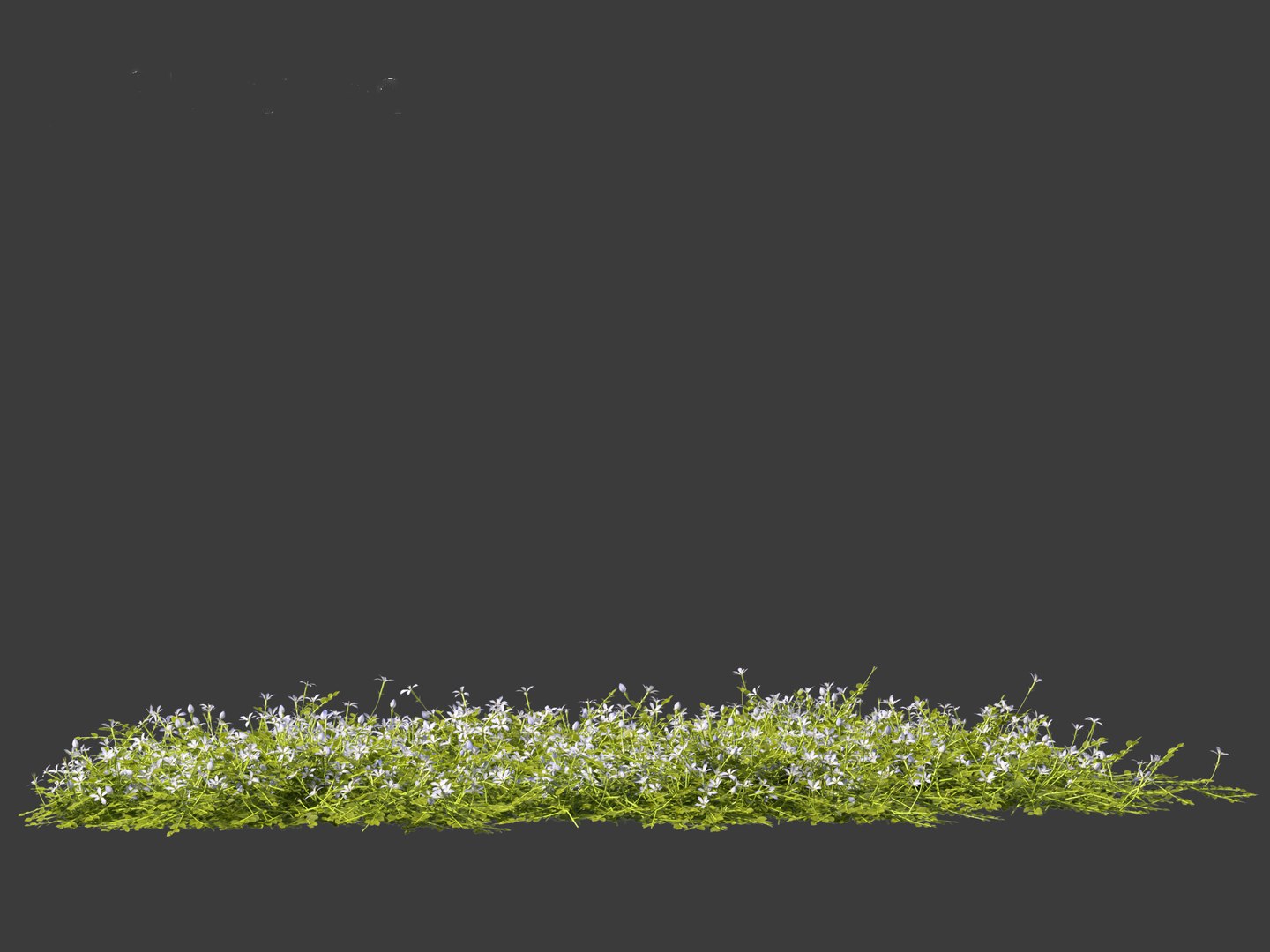 3D model Isotoma fluviatilis - blue star creeper https://p.turbosquid.com/ts-thumb/Yh/OFcrMm/go/isotomafluviatilis0118/jpg/1697815290/1920x1080/fit_q87/cc2eec21ffbde05c10a433353b6675eb2c233de2/isotomafluviatilis0118.jpg