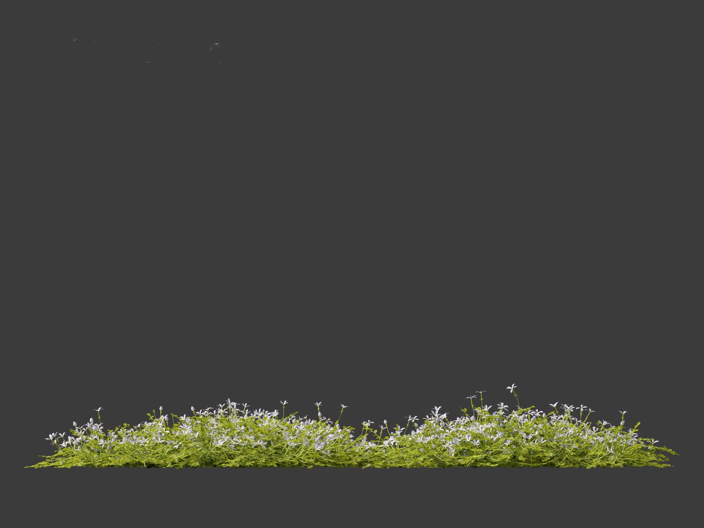 3D model Isotoma fluviatilis - blue star creeper https://p.turbosquid.com/ts-thumb/Yh/OFcrMm/u6/isotomafluviatilis0111/jpg/1697815276/1920x1080/fit_q87/bd59ad99d452da66297f93790ac70a82753f0a57/isotomafluviatilis0111.jpg