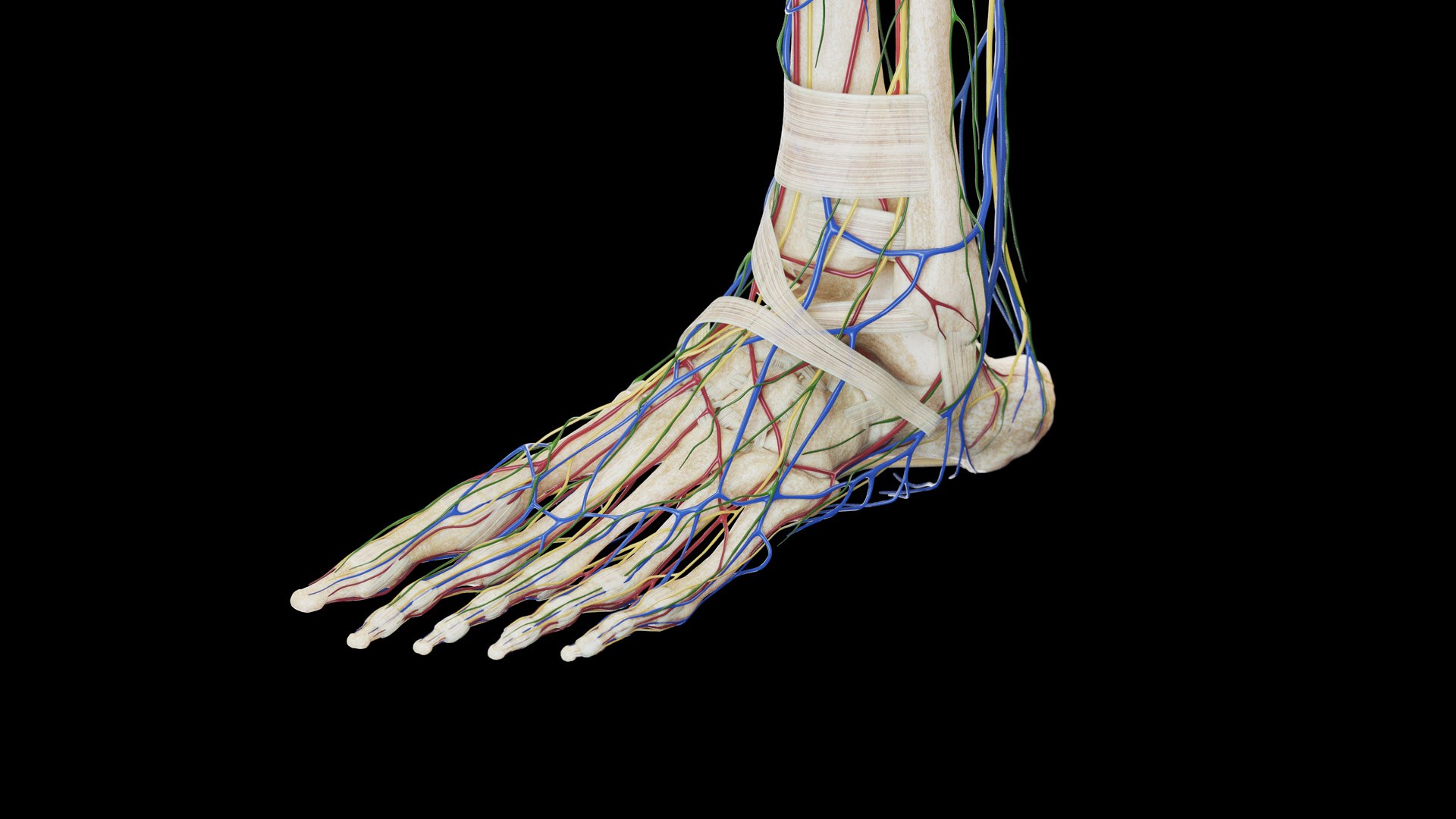 Male Full Anatomy Rigged Cinema model https://p.turbosquid.com/ts-thumb/Yh/Rqwjlu/1n/anatomy_v2_male_ps_035/jpg/1703020681/1920x1080/fit_q87/3627c30ea6e951127a07e67f5f2063ed8cf57b42/anatomy_v2_male_ps_035.jpg