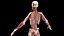 Male Full Anatomy Rigged Cinema model