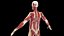 Male Full Anatomy Rigged Cinema model