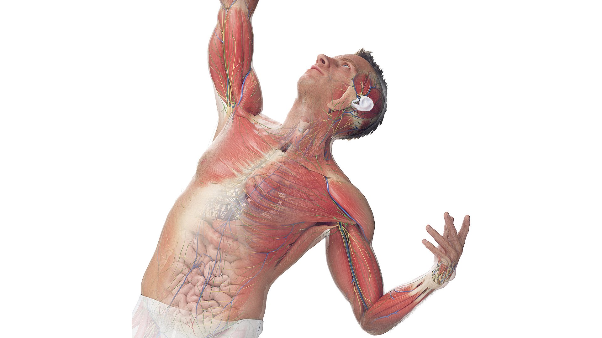 Male Full Anatomy Rigged Cinema model https://p.turbosquid.com/ts-thumb/Yh/Rqwjlu/8s/z000_male_rigged/jpg/1696365534/1920x1080/fit_q87/9fea6e5e38b2703fb745eec60ab523050c374b5c/z000_male_rigged.jpg