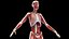 Male Full Anatomy Rigged Cinema model