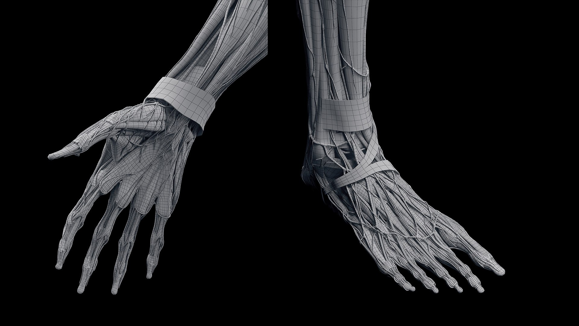 Male Full Anatomy Rigged Cinema model https://p.turbosquid.com/ts-thumb/Yh/Rqwjlu/FN/anatomy_v2_male_wire004/jpg/1703021017/1920x1080/fit_q87/d4712571ea54434e724f83ff166c0f7afdb12932/anatomy_v2_male_wire004.jpg