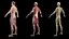 Male Full Anatomy Rigged Cinema model