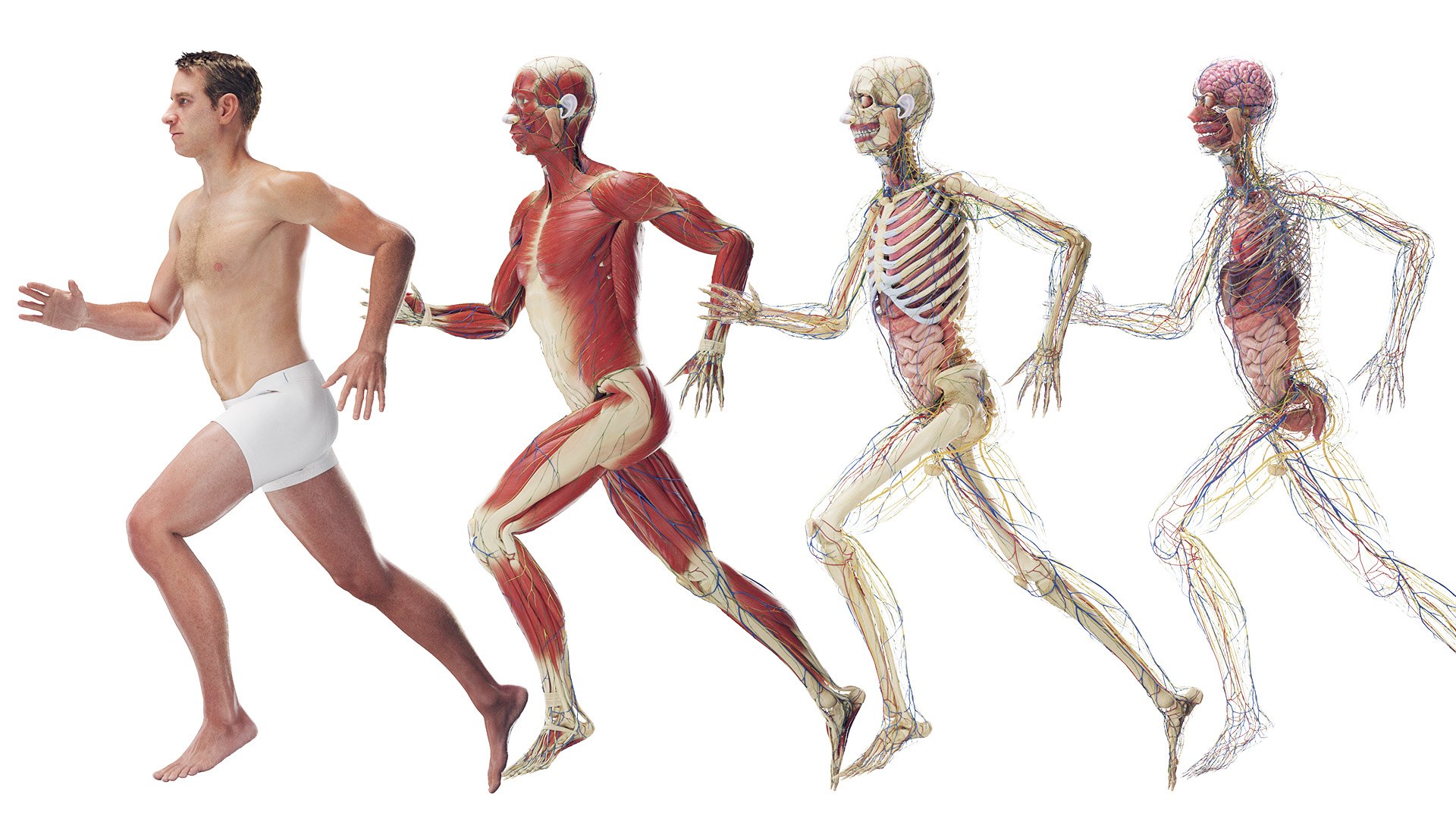 Male Full Anatomy Rigged Cinema model https://p.turbosquid.com/ts-thumb/Yh/Rqwjlu/vB/z00male_rigged_poses01/jpg/1696365535/1920x1080/fit_q87/f60f755d035a1c3a94c0e418174827322caace69/z00male_rigged_poses01.jpg