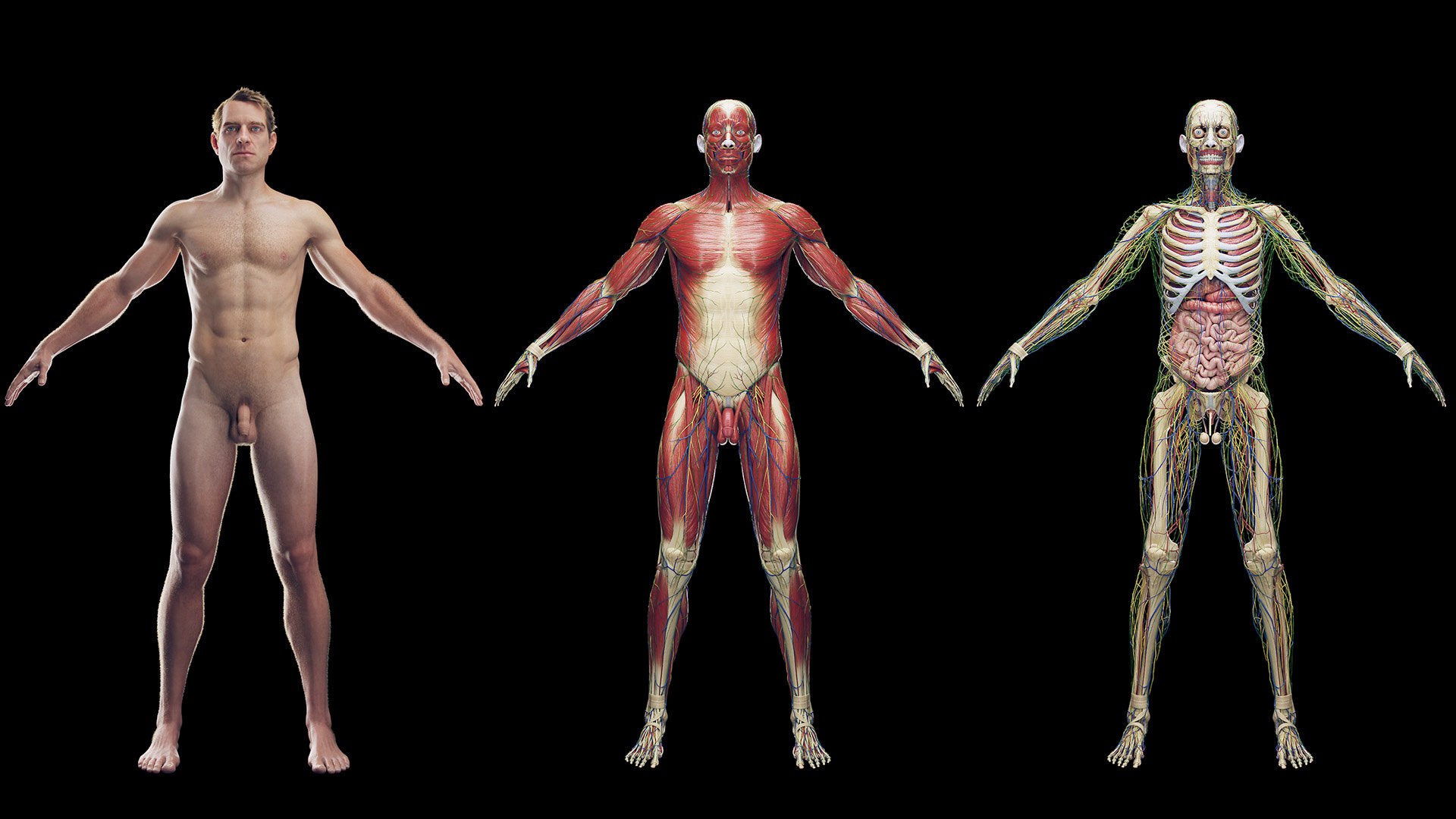 Male Full Anatomy Rigged Cinema model https://p.turbosquid.com/ts-thumb/Yh/Rqwjlu/wo/z0003/jpg/1696365539/1920x1080/fit_q87/f8f1f395b7fd56ff69a8cdd4cc78e8eb5a4ee5d0/z0003.jpg