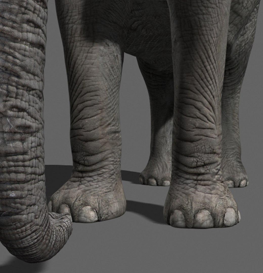 3d Model Elephant Rig